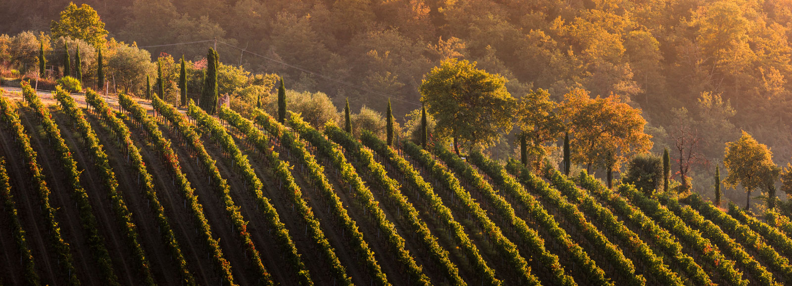 Radda in Chianti vigne cipressi